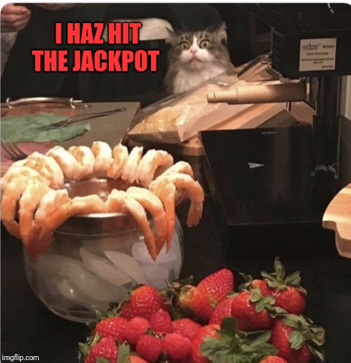 Can haz! | I HAZ HIT THE JACKPOT | image tagged in cats,shrimp,sea food,44colt | made w/ Imgflip meme maker