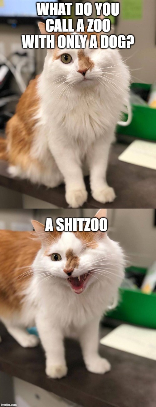 WinkyCat |  WHAT DO YOU CALL A ZOO WITH ONLY A DOG? A SHITZOO | image tagged in wink | made w/ Imgflip meme maker