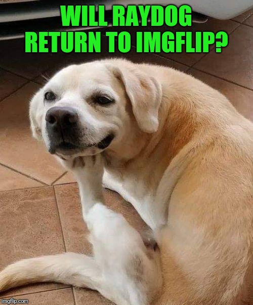 I saw a comment where someone said raydog told them he probably wouldn't be back. | WILL RAYDOG RETURN TO IMGFLIP? | image tagged in dog thinking,raydog,44colt,imgflip users,return | made w/ Imgflip meme maker