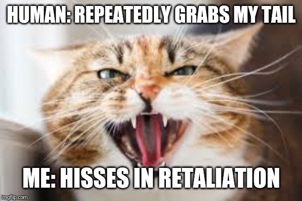 The Hissing Cat | HUMAN: REPEATEDLY GRABS MY TAIL; ME: HISSES IN RETALIATION | image tagged in the hissing cat,cats,memes,cat memes,mad cat | made w/ Imgflip meme maker