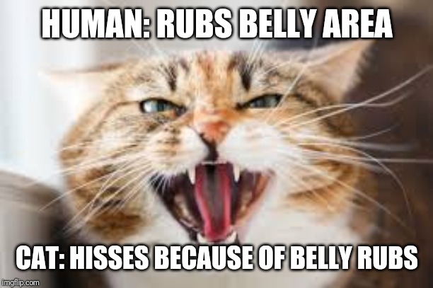 The Hissing Cat | HUMAN: RUBS BELLY AREA; CAT: HISSES BECAUSE OF BELLY RUBS | image tagged in the hissing cat,cats,cat memes,memes,mad cat | made w/ Imgflip meme maker