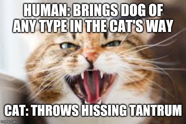 The Hissing Cat | HUMAN: BRINGS DOG OF ANY TYPE IN THE CAT'S WAY; CAT: THROWS HISSING TANTRUM | image tagged in the hissing cat,memes,cats,mad cat,cat memes,funny | made w/ Imgflip meme maker