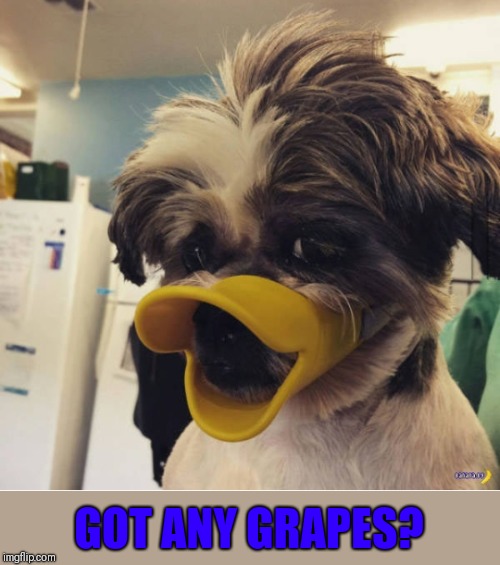 What the duck | GOT ANY GRAPES? | image tagged in ducks,dogs,44colt,got any grapes | made w/ Imgflip meme maker