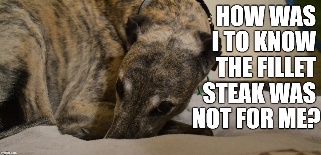 A lot at Steak | HOW WAS 
I TO KNOW 
THE FILLET 
STEAK WAS 
NOT FOR ME? | image tagged in dog,greyhound,steak thief | made w/ Imgflip meme maker