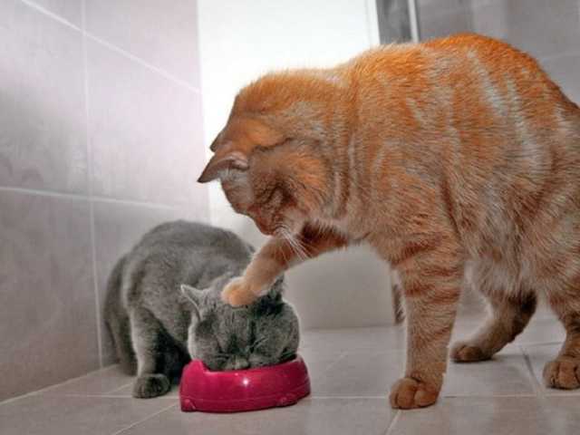 Cat shoving kitten into bowl Blank Meme Template
