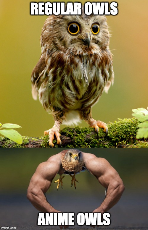 REGULAR OWLS; ANIME OWLS | image tagged in owl,anime | made w/ Imgflip meme maker
