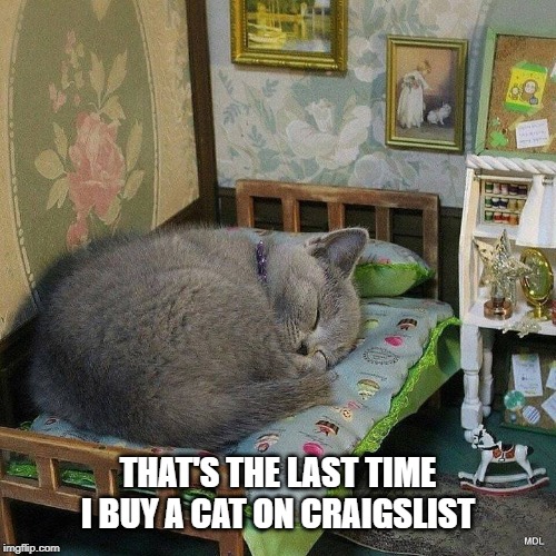 Giant cat in bed | THAT'S THE LAST TIME I BUY A CAT ON CRAIGSLIST | image tagged in giant cat in bed | made w/ Imgflip meme maker