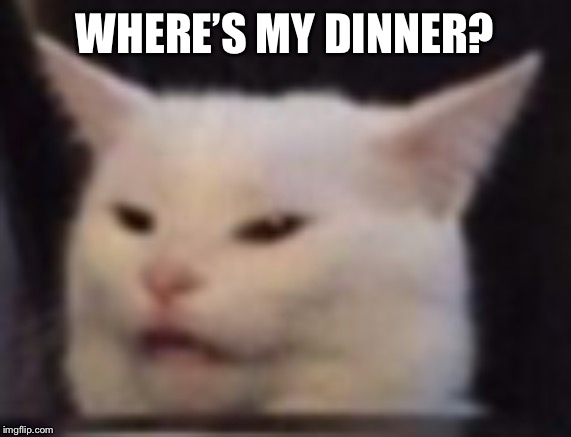 Cat | WHERE’S MY DINNER? | image tagged in cat | made w/ Imgflip meme maker