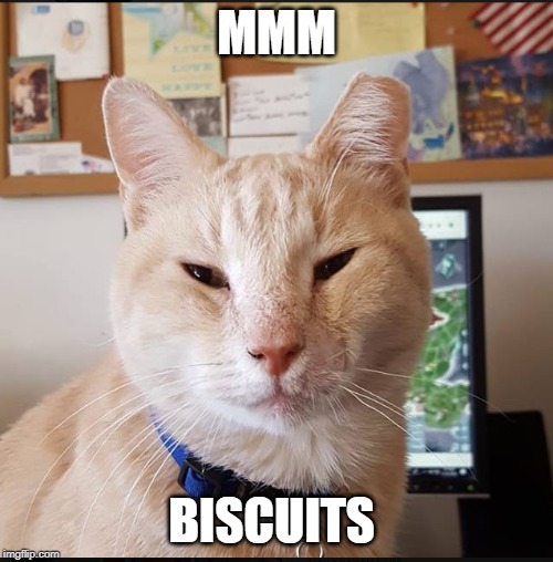 Mr. Biscuit | MMM; BISCUITS | image tagged in mr biscuit | made w/ Imgflip meme maker