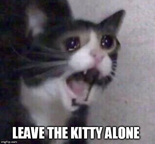 Crying Cat | LEAVE THE KITTY ALONE | image tagged in crying cat | made w/ Imgflip meme maker