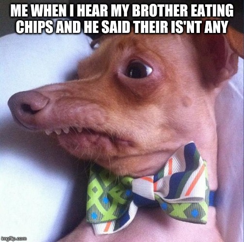 Tuna the dog (Phteven) Imgflip