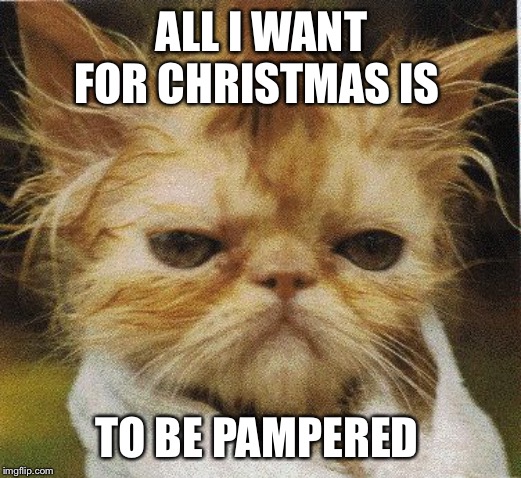 Messed up cat | ALL I WANT FOR CHRISTMAS IS; TO BE PAMPERED | image tagged in messed up cat | made w/ Imgflip meme maker