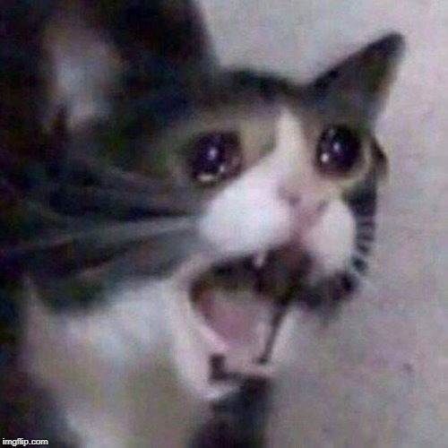 Screaming Cat meme | image tagged in screaming cat meme | made w/ Imgflip meme maker