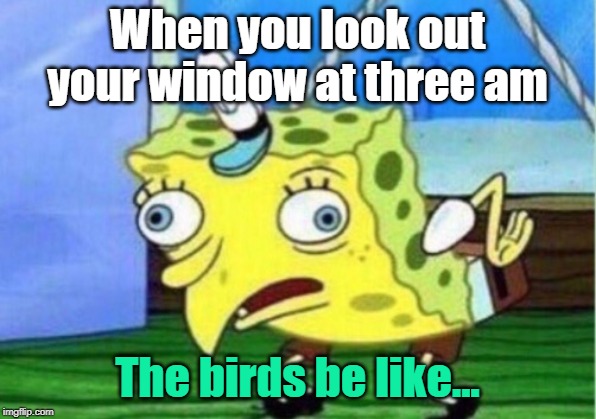 Mocking Spongebob Meme | When you look out your window at three am; The birds be like... | image tagged in memes,mocking spongebob | made w/ Imgflip meme maker