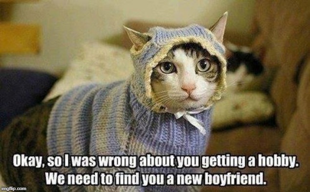 she needs a boy friend | image tagged in cat dress up,needs a boyfriend,poor cat | made w/ Imgflip meme maker