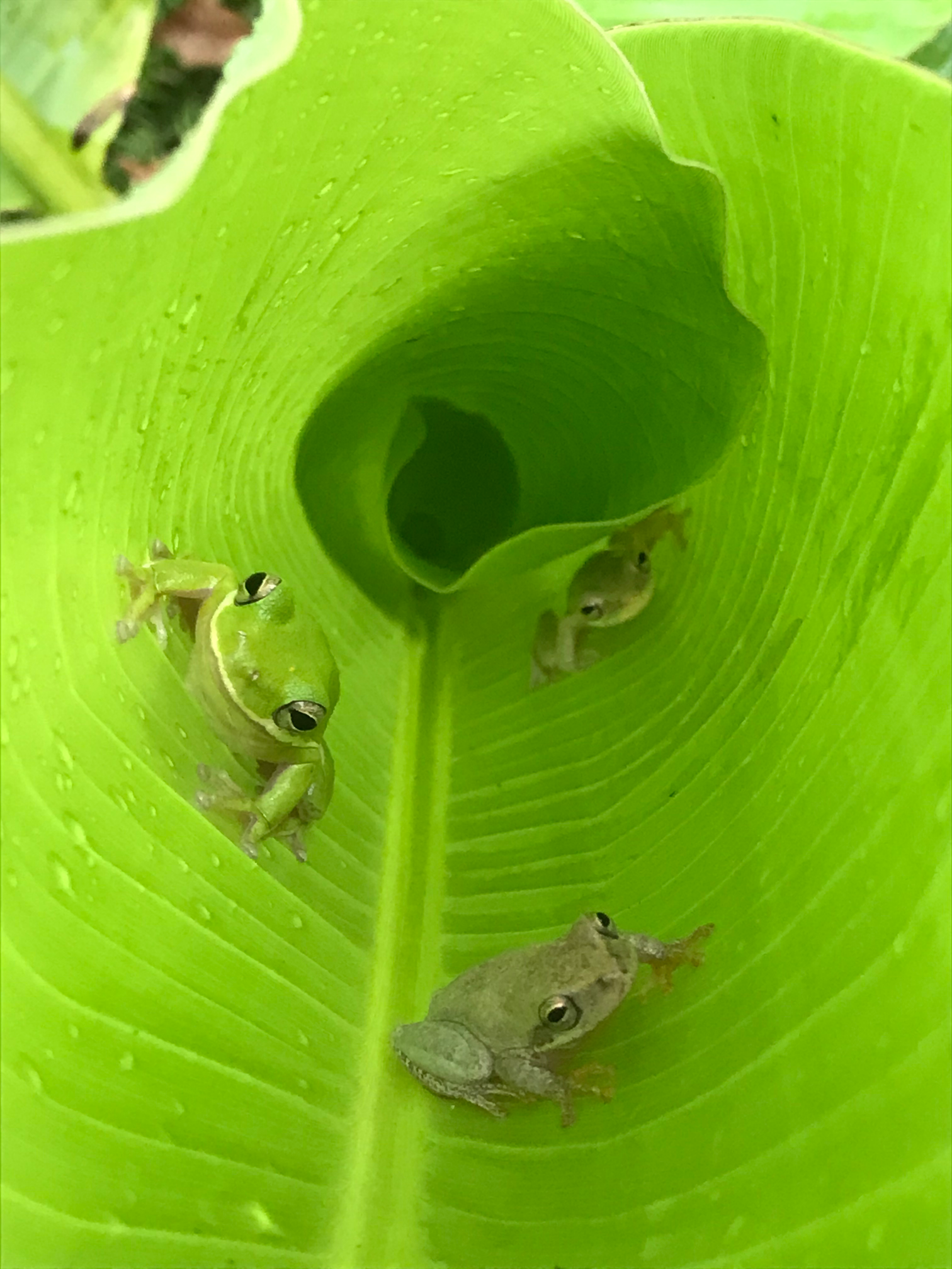 3 frogs Blank Meme Template