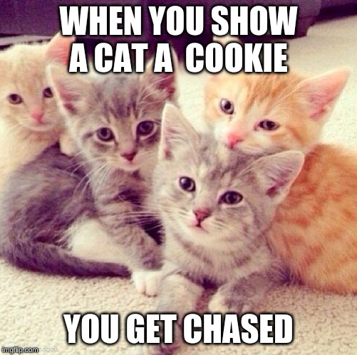 Cute Kitten Group | WHEN YOU SHOW A CAT A  COOKIE; YOU GET CHASED | image tagged in cute kitten group | made w/ Imgflip meme maker