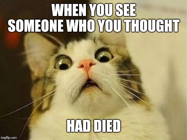Scared Cat Meme | WHEN YOU SEE SOMEONE WHO YOU THOUGHT; HAD DIED | image tagged in memes,scared cat | made w/ Imgflip meme maker