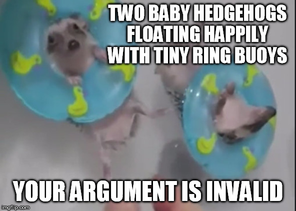 These guys are pretty cute | TWO BABY HEDGEHOGS FLOATING HAPPILY WITH TINY RING BUOYS; YOUR ARGUMENT IS INVALID | image tagged in hedgehog,life preservers,ring buoys,your argument is invalid,cute | made w/ Imgflip meme maker