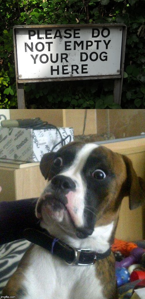 What the hell happened here? | image tagged in blankie the shocked dog,stupid signs,what the hell happened here,dogs | made w/ Imgflip meme maker