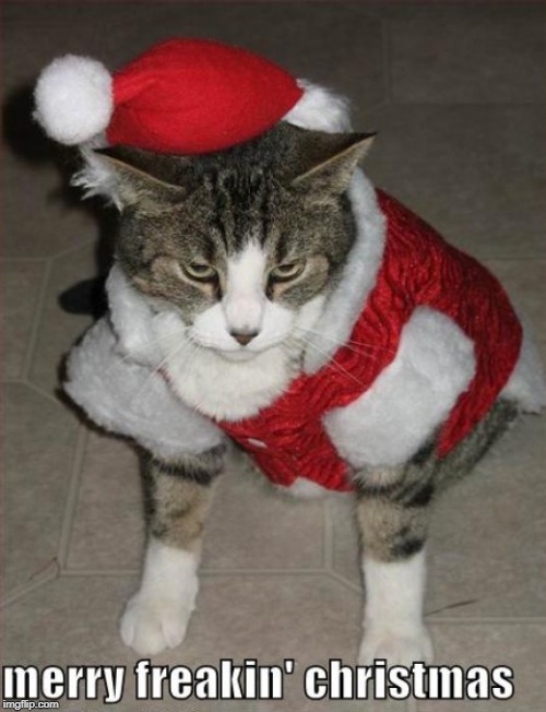 merry christmas | image tagged in grouchy cat,christmas cat | made w/ Imgflip meme maker