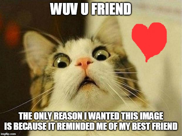 Scared Cat | WUV U FRIEND; THE ONLY REASON I WANTED THIS IMAGE IS BECAUSE IT REMINDED ME OF MY BEST FRIEND | image tagged in memes,scared cat | made w/ Imgflip meme maker