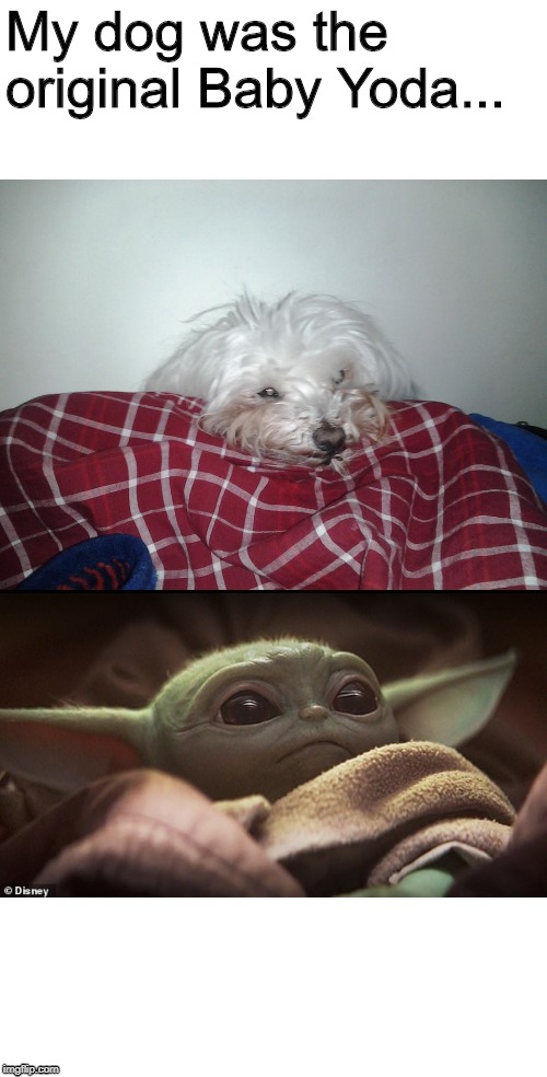 My dog was Baby Yoda | My dog was the original Baby Yoda... | image tagged in dogs,baby yoda,og,puppies,cute puppies,star wars | made w/ Imgflip meme maker