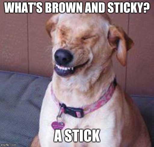 funny dog | WHAT'S BROWN AND STICKY? A STICK | image tagged in funny dog | made w/ Imgflip meme maker