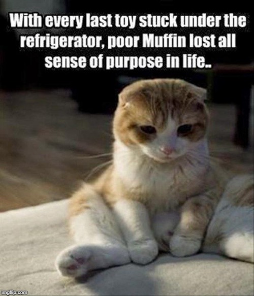 sad kitty | image tagged in sad cat,toys,fat cat 2 | made w/ Imgflip meme maker