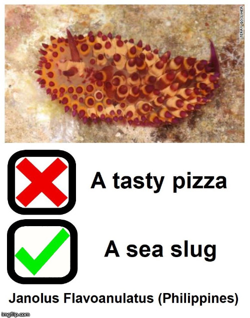 not a Trump meme | image tagged in funny,science,nature,ocean,pizza | made w/ Imgflip meme maker