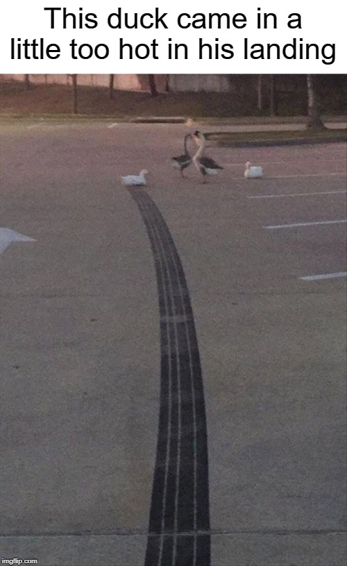 thats hot | This duck came in a little too hot in his landing | image tagged in landing,funny,memes,ducks,duck,parking lot | made w/ Imgflip meme maker