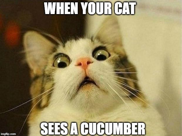 Scared Cat Meme | WHEN YOUR CAT; SEES A CUCUMBER | image tagged in memes,scared cat | made w/ Imgflip meme maker