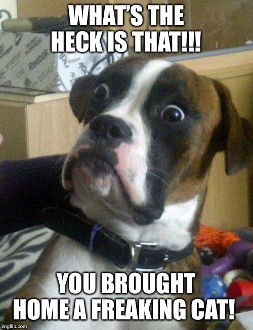 Blankie the Shocked Dog | WHAT’S THE HECK IS THAT!!! YOU BROUGHT HOME A FREAKING CAT! | image tagged in blankie the shocked dog | made w/ Imgflip meme maker