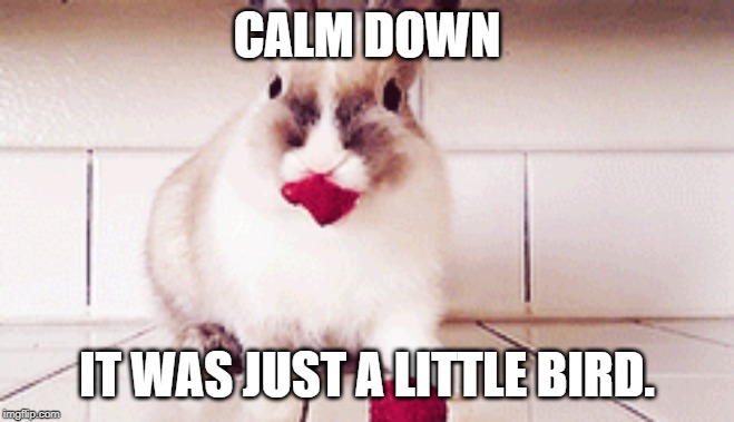 CALM DOWN IT WAS JUST A LITTLE BIRD. | made w/ Imgflip meme maker