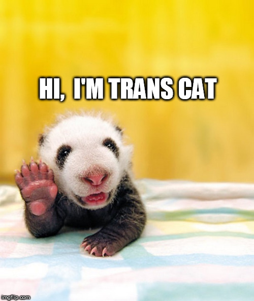 cat | HI,  I'M TRANS CAT | image tagged in cat | made w/ Imgflip meme maker