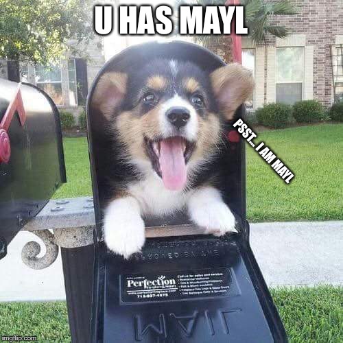 Cute doggo in mailbox | U HAS MAYL; PSST... I AM MAYL | image tagged in cute doggo in mailbox | made w/ Imgflip meme maker