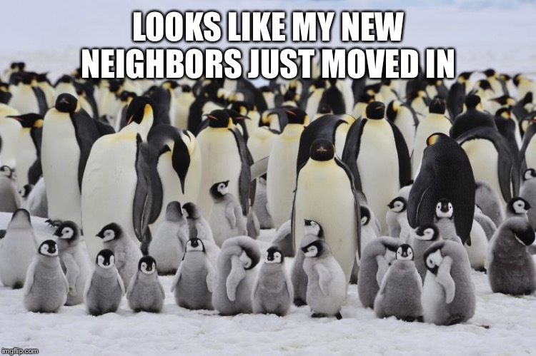 LOOKS LIKE MY NEW NEIGHBORS JUST MOVED IN | made w/ Imgflip meme maker