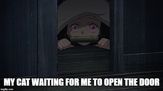  MY CAT WAITING FOR ME TO OPEN THE DOOR | image tagged in cat,demon slayer | made w/ Imgflip meme maker