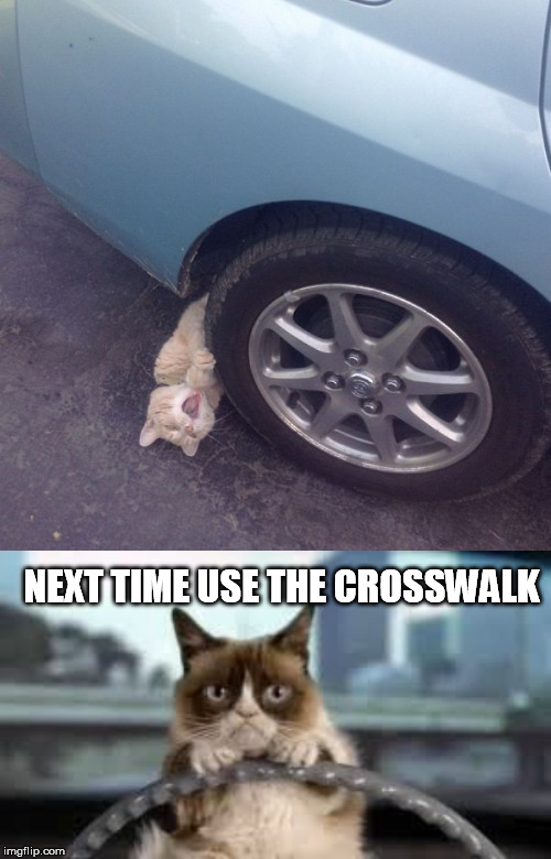 NEXT TIME USE THE CROSSWALK | image tagged in grumpy cat driving | made w/ Imgflip meme maker