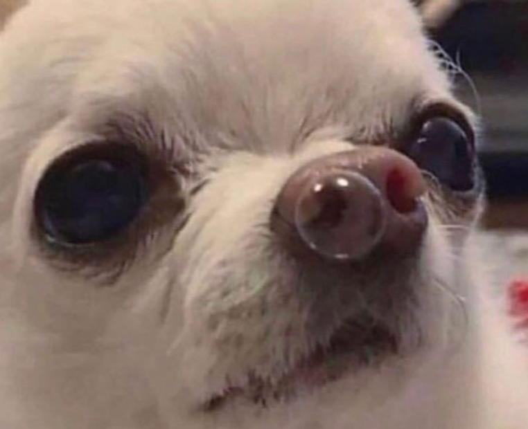 Chihuahua Snot Bubble Blank Meme Template