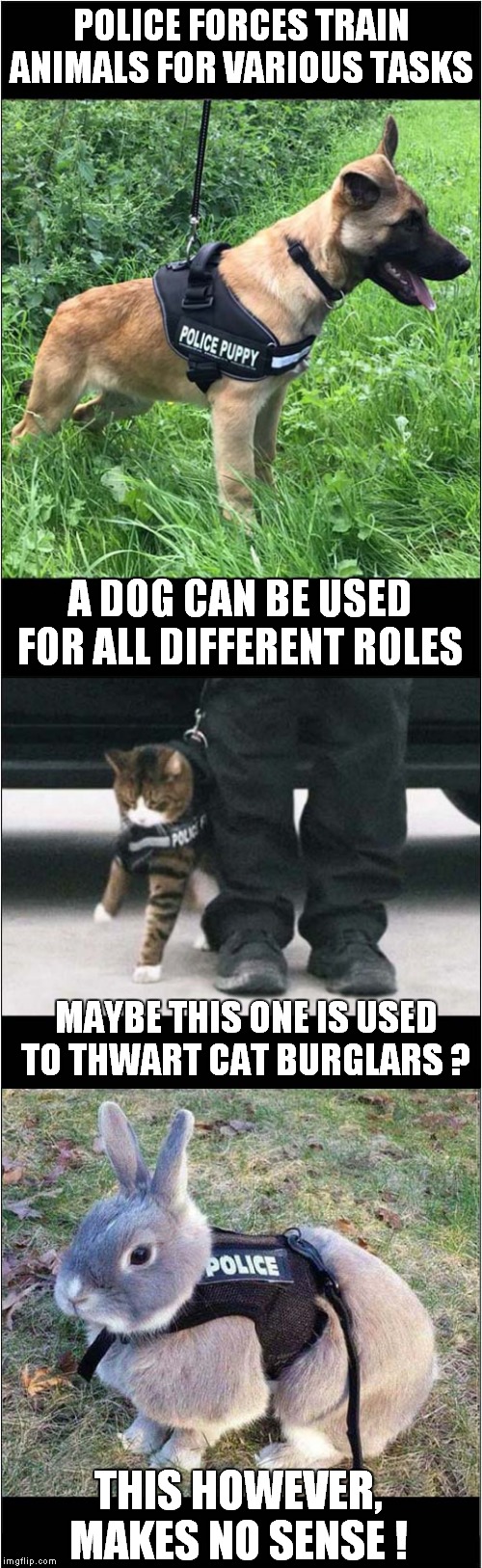 Police Animal Training ? | POLICE FORCES TRAIN ANIMALS FOR VARIOUS TASKS; A DOG CAN BE USED FOR ALL DIFFERENT ROLES; MAYBE THIS ONE IS USED TO THWART CAT BURGLARS ? THIS HOWEVER, MAKES NO SENSE ! | image tagged in fun,police dogs,cats,rabbits | made w/ Imgflip meme maker