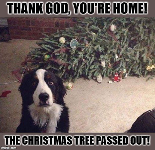 The Tree Has Fallen | THANK GOD, YOU'RE HOME! THE CHRISTMAS TREE PASSED OUT! | image tagged in christmas,dog | made w/ Imgflip meme maker