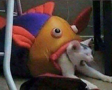 Cat being swallowed by fish Blank Meme Template