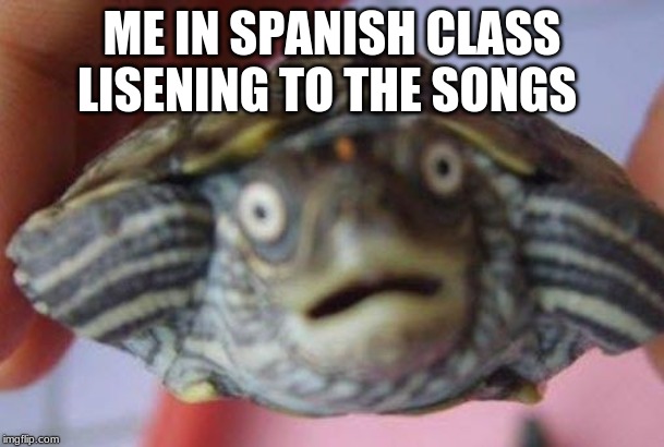 Confuzeled turtle | ME IN SPANISH CLASS LISTENING TO THE SONGS | image tagged in confuzeled turtle,funny memes,memes,school | made w/ Imgflip meme maker