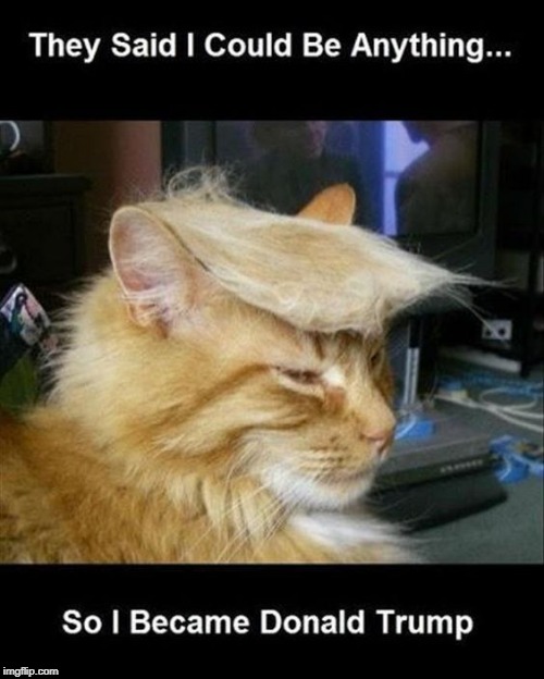I can be anything I want | image tagged in trump cat,motivational cat | made w/ Imgflip meme maker