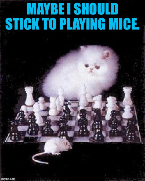 MAYBE I SHOULD STICK TO PLAYING MICE. | made w/ Imgflip meme maker