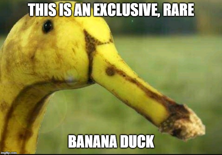 banana ducks | THIS IS AN EXCLUSIVE, RARE; BANANA DUCK | image tagged in banana,duck,funny,memes,rare,bananas | made w/ Imgflip meme maker