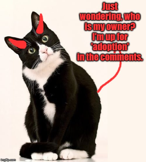 Tuxedo Cat | Just wondering, who is my owner? I'm up for 'adoption' in the comments. | image tagged in tuxedo cat | made w/ Imgflip meme maker