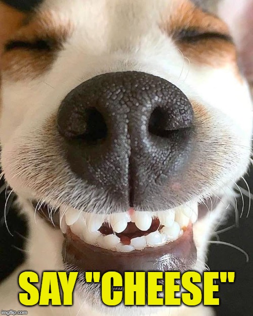 funny happy dog