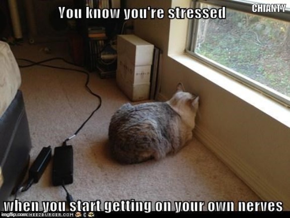 stress cat meme